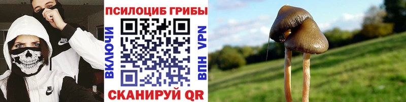 цена наркотик  Дмитров  Псилоцибиновые грибы MAGIC MUSHROOMS 